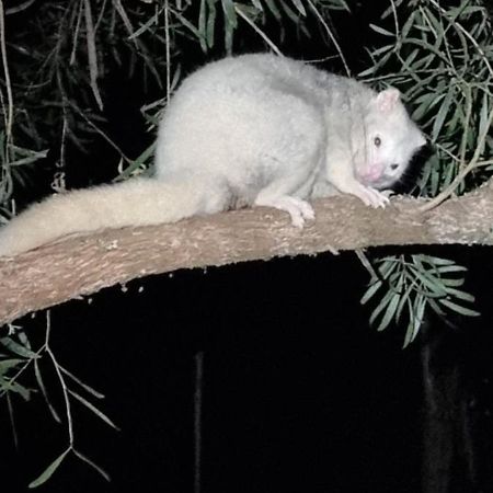 Bird Songs Getaway Accommodation Cabbage Tree Creek 外观 照片