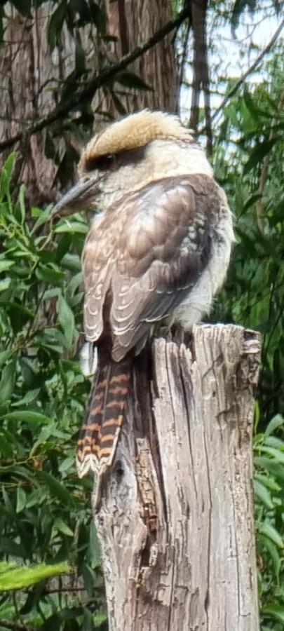 Bird Songs Getaway Accommodation Cabbage Tree Creek 外观 照片