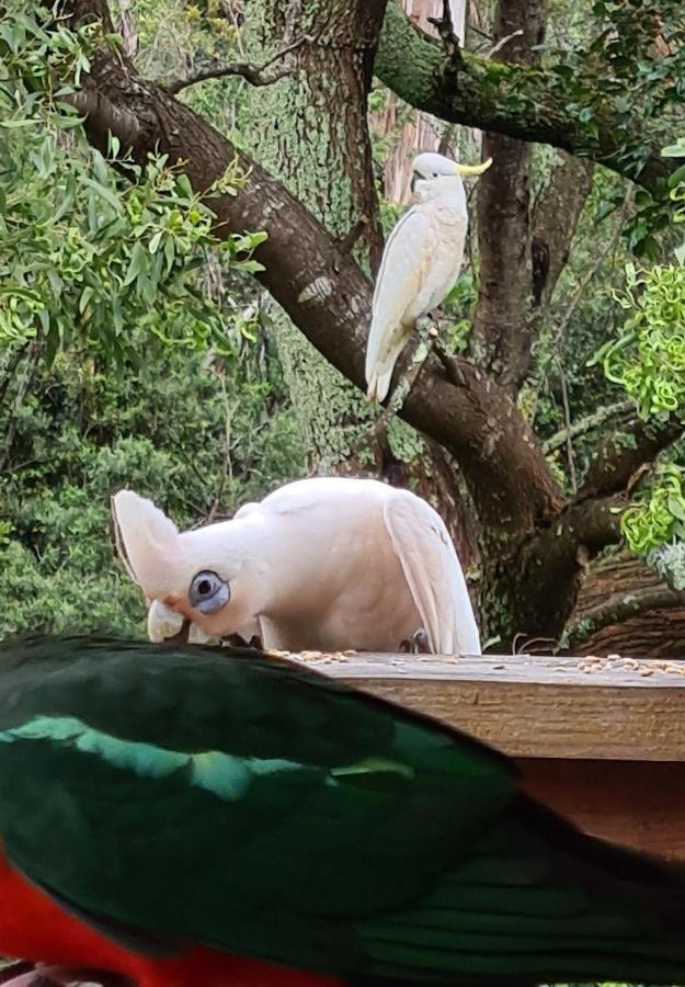 Bird Songs Getaway Accommodation Cabbage Tree Creek 外观 照片
