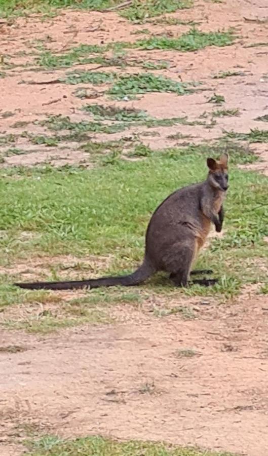 Bird Songs Getaway Accommodation Cabbage Tree Creek 外观 照片